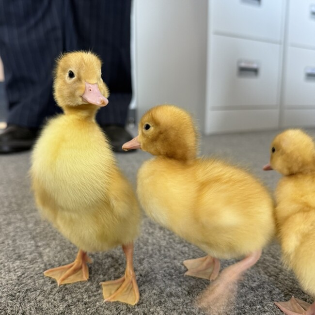 Quackers Week!