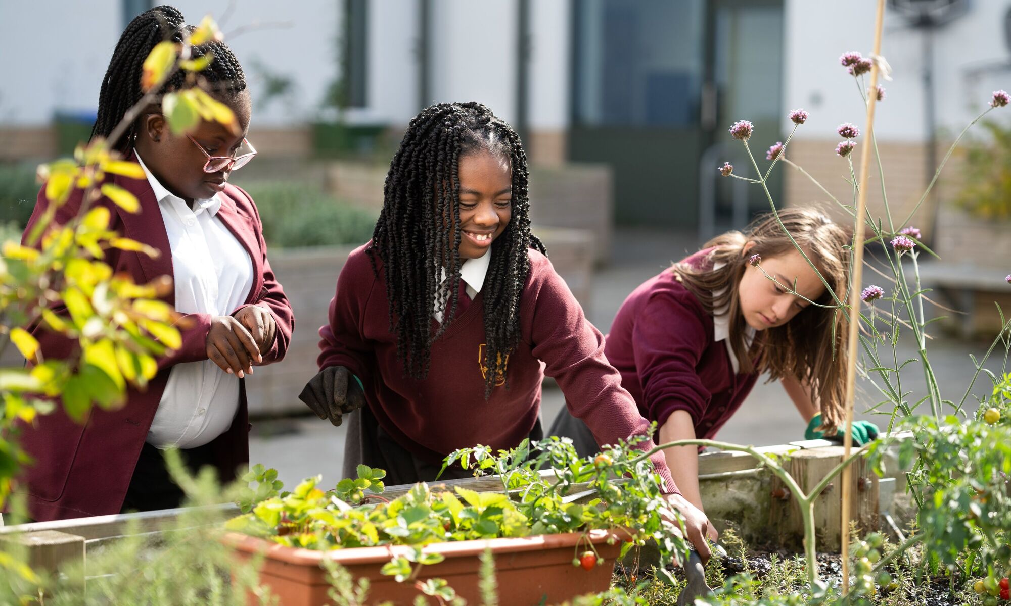 Three students tending to tomato crops in courtyard